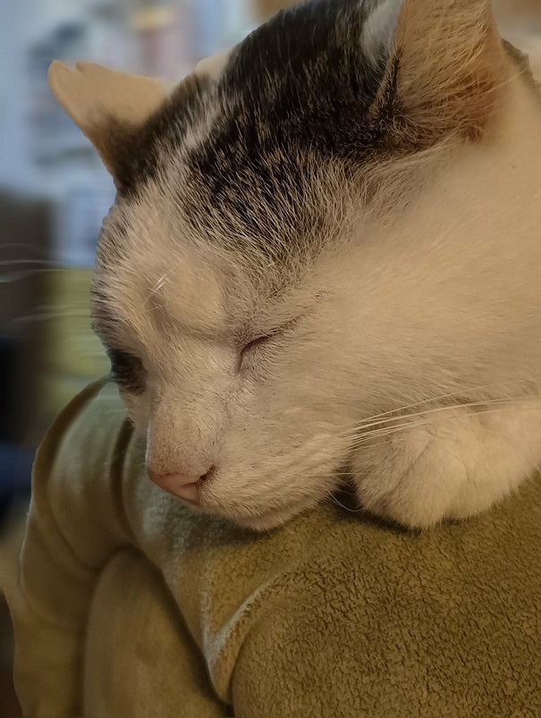 Warum kratzt die Katze am Sofa